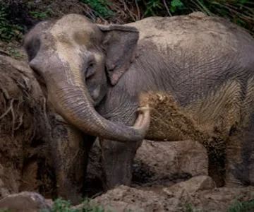 Hidden Forest Elephant Reserve: Guided Tour + Roundtrip Transport